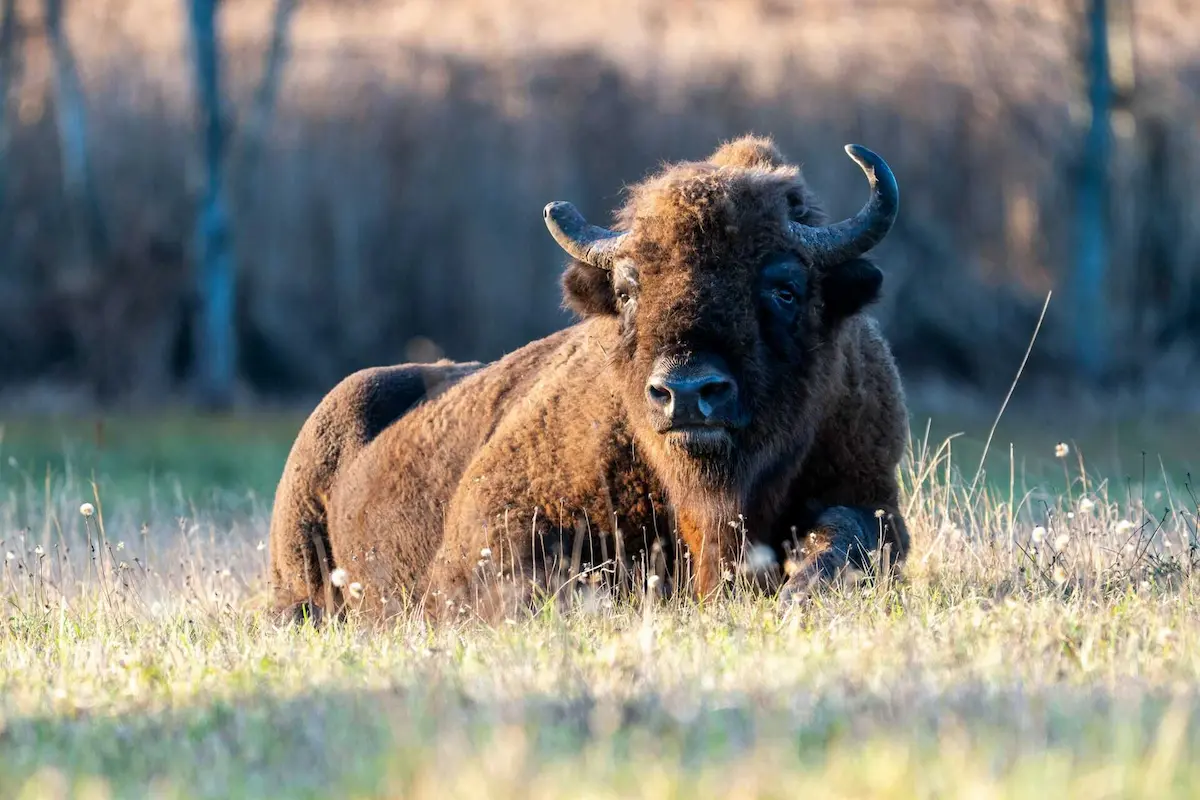 trasa kamperem po Polsce Żubr w Puszczy Białowieskiej, Białowieża