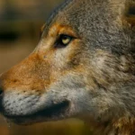 Read more about the article Kamperem w&nbsp;Bieszczady: dzika natura, piękne widoki i&nbsp;spokój