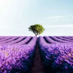 Read more about the article Darmowe noclegi we&nbsp;Francji dzięki lokalnej inicjatywie