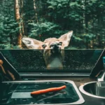 Read more about the article Akcesoria do&nbsp;kampera – 15 razy Must-Have