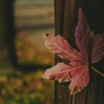 Read more about the article Jak przygotować się do&nbsp;podróżowania kamperem jesienią